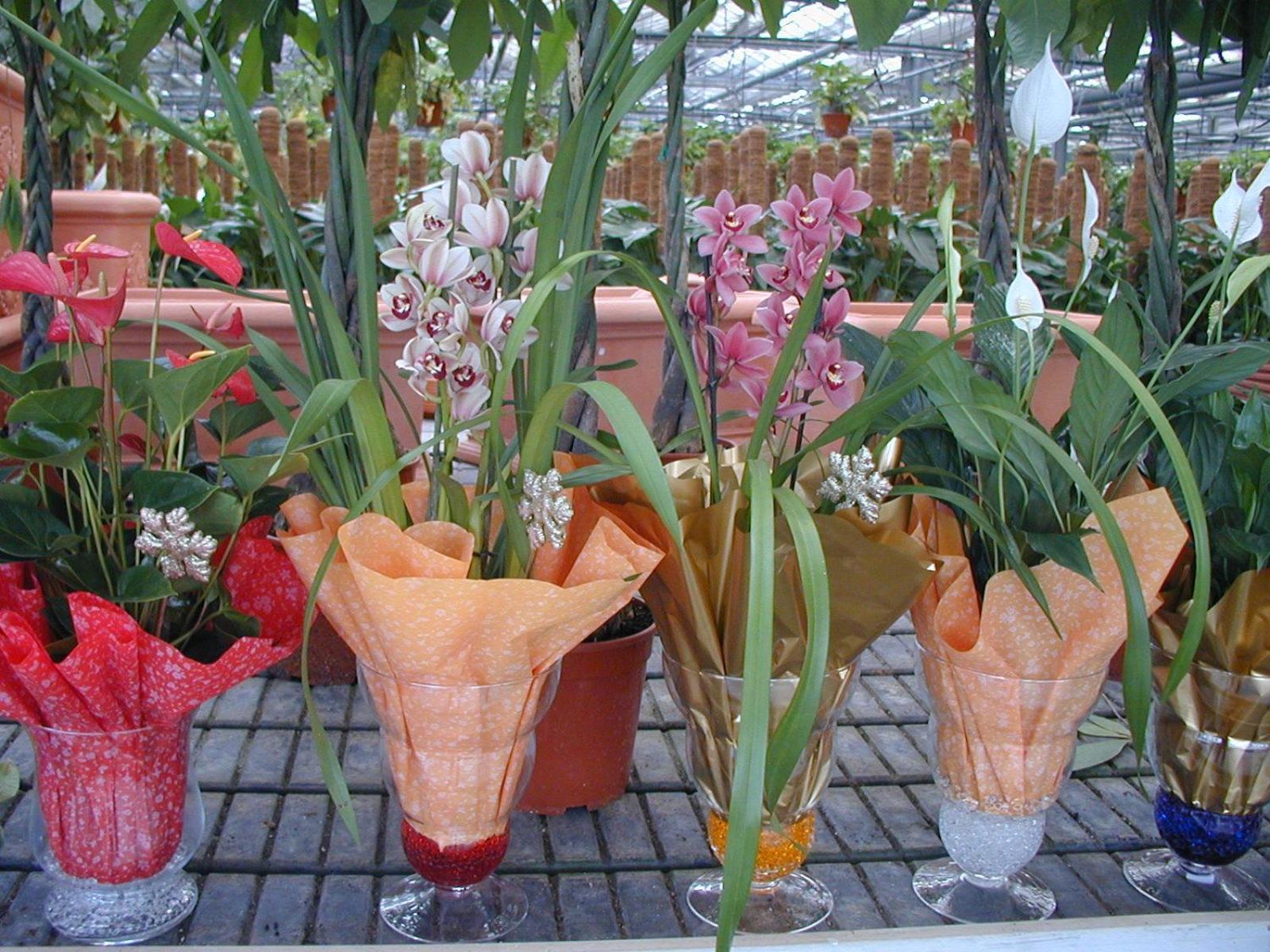Societa Agricola Mg Florplant Villa Francavilla Marittima Eksteriør billede