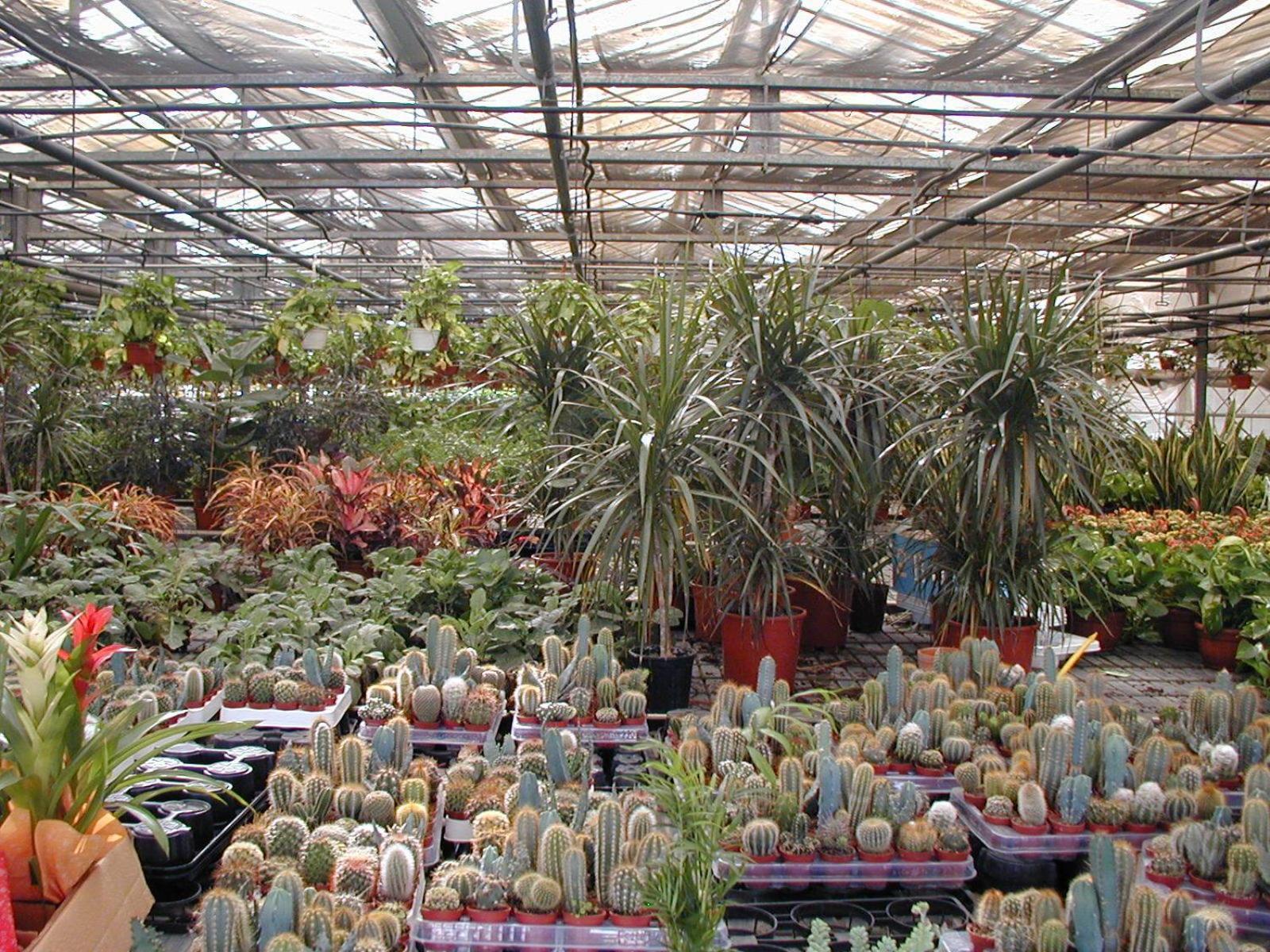 Societa Agricola Mg Florplant Villa Francavilla Marittima Eksteriør billede