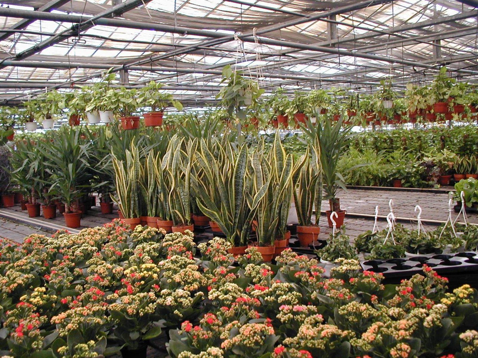 Societa Agricola Mg Florplant Villa Francavilla Marittima Eksteriør billede