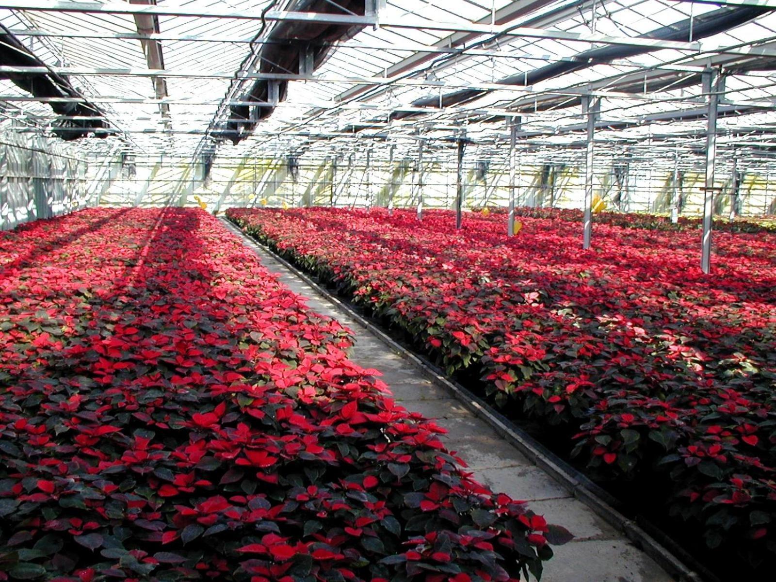 Societa Agricola Mg Florplant Villa Francavilla Marittima Eksteriør billede